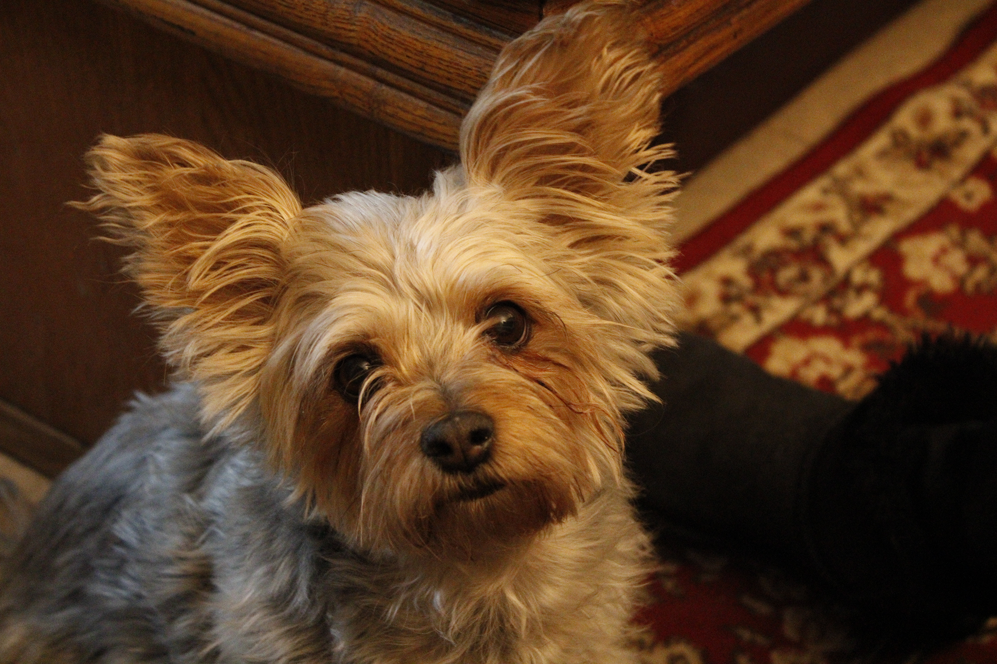 First picture of our family pet, Suzie. She's very cute.