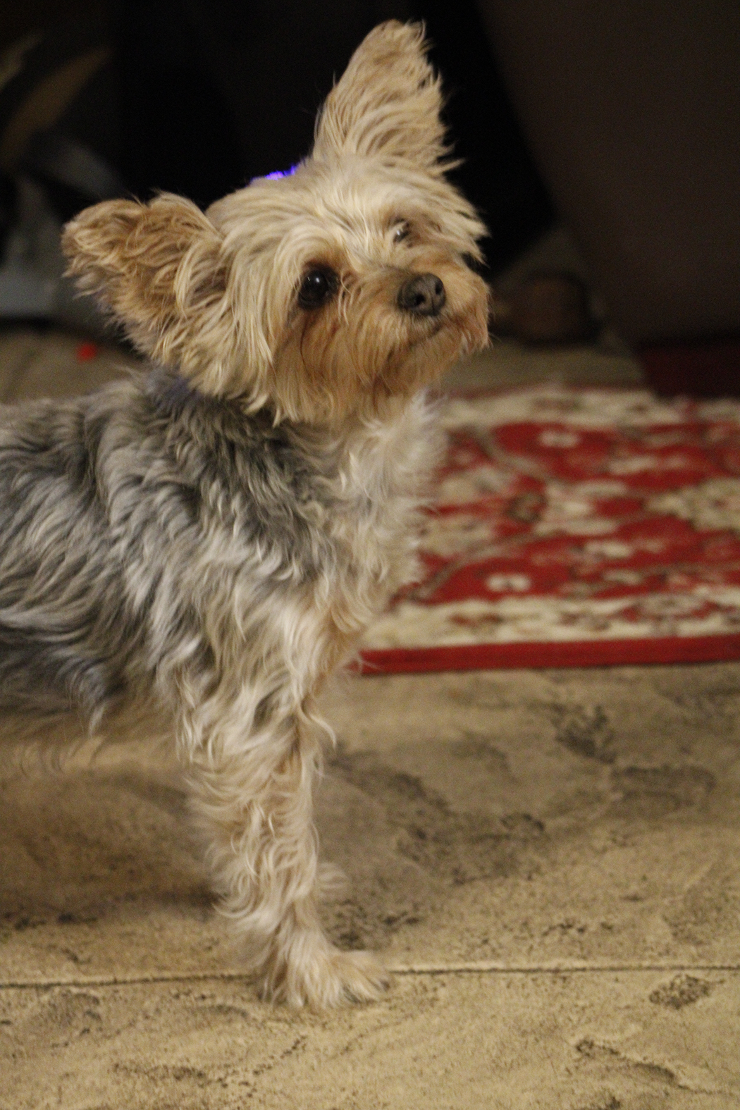 First picture of our family pet, Suzie. She's very cute.