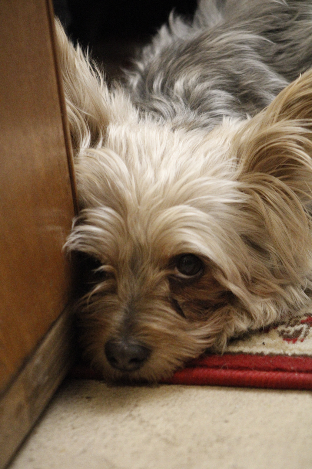 First picture of our family pet, Suzie. She's very cute.